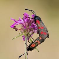 Six-Spot Burnet Moths Mating 